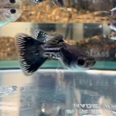 国産グッピー ブラックメタルレース　2ペア 
の画像