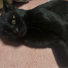 アメショミックス 黒猫