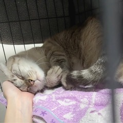 大人しくて、慣れたら甘えん坊！成猫くん