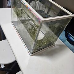 水槽の画像