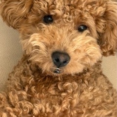 【里親さんが決まりました】トイプードルの里親を募集します