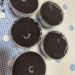 メタリフェルホソアカクワガタ　幼虫　5匹せセットの画像