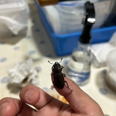 メタリフェルホソアカクワガタ　幼虫　5匹せセットの画像