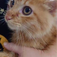茶トラ　長毛　子猫