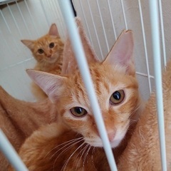 茶トラ　子猫　ゴロゴロ甘えます