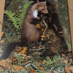スイス1984年　動物ポストカード式カレンダーの画像