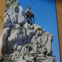 スイス1984年　動物ポストカード式カレンダーの画像