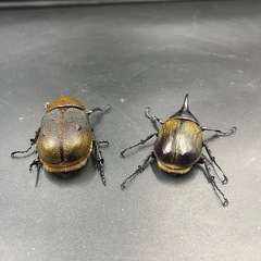 【ペア】DHヘラクレス♂66mm♀63mm ※送料事前連絡にて変更可 ※直接受け渡しに変更可の画像