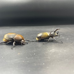 【ペア】DHヘラクレス♂66mm♀63mm ※送料事前連絡にて変更可 ※直接受け渡しに変更可の画像