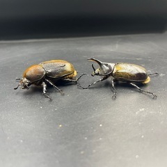 【ペア】DHヘラクレス♂66mm♀63mm ※送料事前連絡にて変更可 ※直接受け渡しに変更可の画像