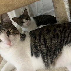 兄弟猫2匹(こま太、豆太）