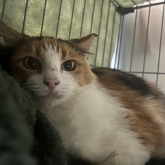 ＴＮＲ予定(今週中)の母猫さん。