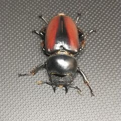 ドンキエルコクワガタ ♀30㎜単品(B品)の画像