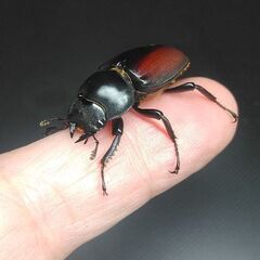 ドンキエルコクワガタ ♀30㎜単品(B品)の画像