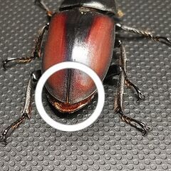 ドンキエルコクワガタ ♀30㎜単品(B品)の画像
