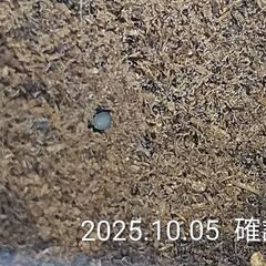 【期間限定】メタドルクス ⚠️使用済み♂2頭《WF3》　の画像
