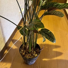 観葉植物　カラテア　ロゼオリネアータの画像