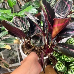 観葉植物　カラテア　ドッティーの画像