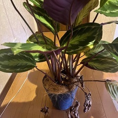 観葉植物　カラテア　アナコンダグリーン の画像