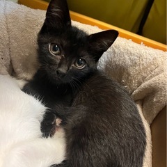甘えたくろねこ女子　ひじきちゃん🍁