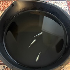 めだか　幹之(みゆき)スーパー光から産まれた稚魚、幼魚5匹セットの画像
