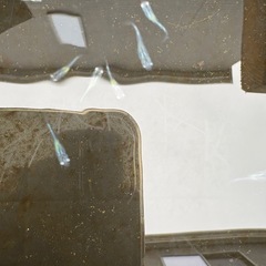 めだか　幹之(みゆき)スーパー光から産まれた稚魚、幼魚5匹セットの画像