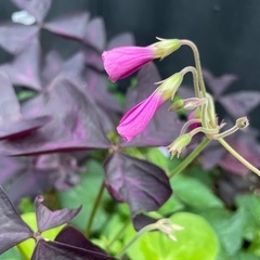 オキザリス 紫の舞    寄せ植え 寄せ植え出来るくらい苗を差し上げます  苗  の画像