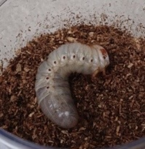 カブトムシ幼虫 です。説明をご覧下さい