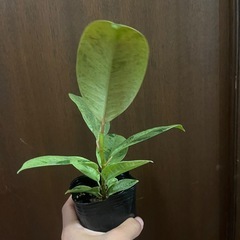フィカス　ジンの画像