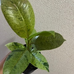 フィカス　ジンの画像