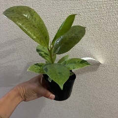 フィカス　ジンの画像