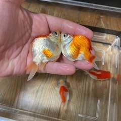 金魚　玉サバ　10匹セットの画像