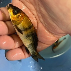 錦鯉鯉　10匹セットの画像