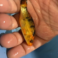 錦鯉鯉　10匹セットの画像