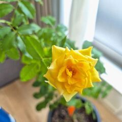 黄バラ　ゴールドバニーの画像