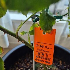 黄バラ　ゴールドバニーの画像