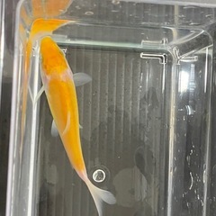 錦鯉　黄白九紋龍 1匹の画像