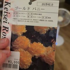 黄バラ　ゴールドバニーの画像