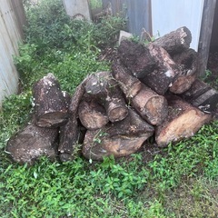 伐採した木、枝、薪の画像