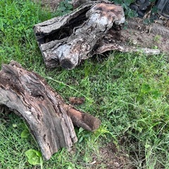 伐採した木、枝、薪の画像