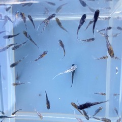 メダカ　和墨白銀三色　稚魚、幼魚　15匹2000円の画像