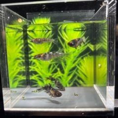 メダカ　和墨白銀三色　稚魚、幼魚　15匹2000円の画像