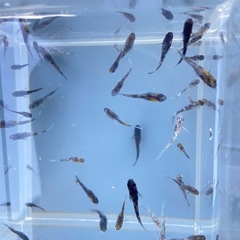 メダカ　和墨白銀三色　稚魚、幼魚　15匹2000円の画像