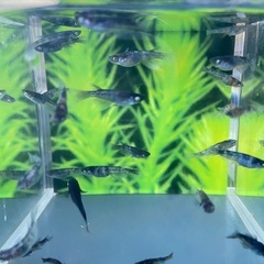 メダカ　和墨白銀三色　稚魚、幼魚　15匹2000円の画像