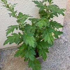 🪴沖縄の万能薬草🌿フーチバーの画像