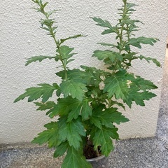 🪴沖縄の万能薬草🌿フーチバーの画像
