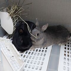 ネザーランドドワーフ４歳メス