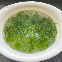 マツモ(水草)②の画像
