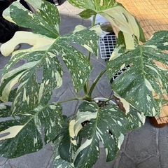 斑入りモンステラ鉢植え
の画像