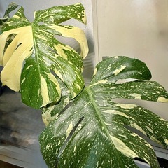 斑入りモンステラ鉢植え
の画像